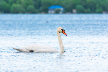 Fototapeta premium Graceful white Swan swimming in the lake, swans in the wild. Portrait of a white swan swimming on a lake.