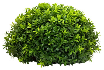 Obraz premium PNG Green light bush vegetation herbal plant.