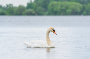 Graceful white Swan swimming in the lake, swans in the wild. Portrait of a white swan swimming on a lake.