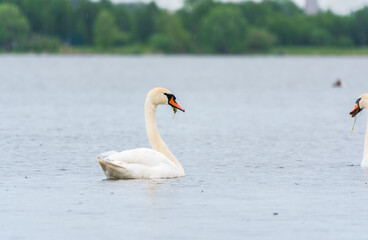 Graceful white Swan swimming in the lake, swans in the wild. Portrait of a white swan swimming on a lake.