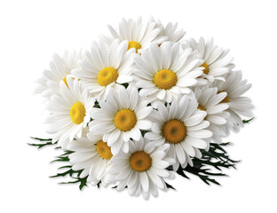 white meadow chamomile, daisies with green leaves, cut out