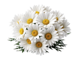 white meadow chamomile, daisies with green leaves, cut out