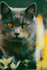 Beautiful British shorthair cat with yellow eyes behind green grass in summer garden. Hunting domestic cat outdoors. Feline animal with direct look.