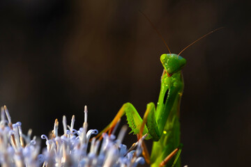 Praying mantis. Close-up photo. Macro nature. Nature background. 