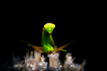 Praying mantis. Close-up photo. Macro nature. Nature background. 