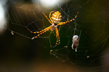 Spider. Close up nature. Nature background. 