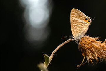 Cute butterfly. Lampides boeticus. Pea blue. Long-tailed Blue. Nature background. 