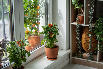 Homegrown small bush of balcony cherry red tomato in ceramic pots growing on windowsill at home....