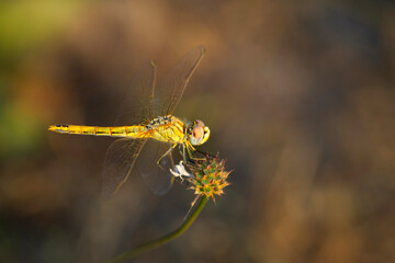 Dragonfly. Macro nature. Nature background. 