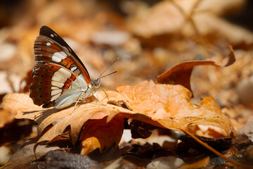 Colorful butterfly. Danaus chrysippus. Plain Tiger. Nature background. 