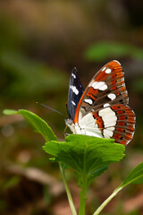 Colorful butterfly. Danaus chrysippus. Plain Tiger. Nature background. 