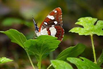 Colorful butterfly. Danaus chrysippus. Plain Tiger. Nature background. 