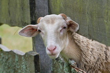 Obraz premium Curious domestic sheep portrait. Funny animal photo. Small farm in Czech republic countryside. 
