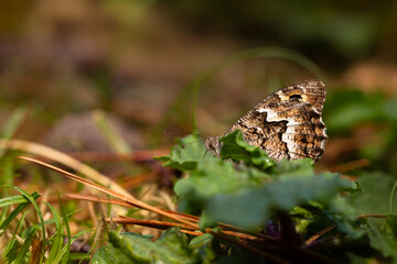 Obraz premium Butterfly. Hipparchia syriaca. Eastern Rock Grayling.
