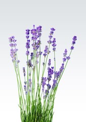 Bunch of beautiful aroma lavender flowers