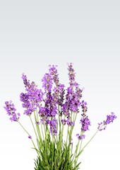 Bunch of beautiful aroma lavender flowers