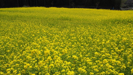菜の花畑2