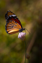 Colorful butterfly. Danaus chrysippus. Plain Tiger. Nature background. 