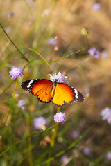 Colorful butterfly. Danaus chrysippus. Plain Tiger. Nature background. 