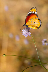 Colorful butterfly. Danaus chrysippus. Plain Tiger. Nature background. 