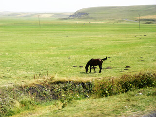 horse in the field