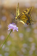 Butterfly. Swallowtail. Papilio machaon. Colorful nature background. 