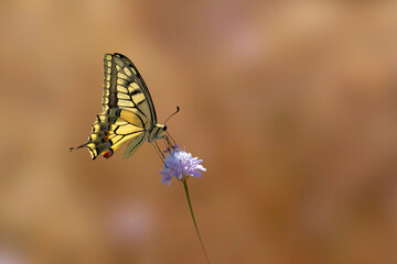 Butterfly. Swallowtail. Papilio machaon. Colorful nature background. 