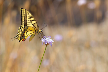 Butterfly. Swallowtail. Papilio machaon. Colorful nature background. 