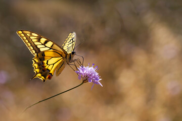 Butterfly. Swallowtail. Papilio machaon. Colorful nature background. 