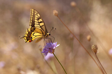 Butterfly. Swallowtail. Papilio machaon. Colorful nature background. 