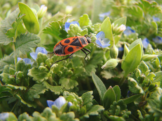The Bug-Soldier. insect. Red soldier bug Pyrrohocoris apterus on the lavatera, pink mallow flower. Black and red insect on the green plant. Close-up of a swarm of Bugs in nature.
