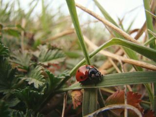 a ladybird macro on a green grass. Ladybug (lat.Coccinellidae) on a summer morning in the dew crawls on the grass. Insect beetle nature macro on green background. 