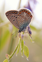 Blue butterfly perched on a stalk of grass. Common blue butterfly (Polyommatus icarus) on flower. Blue butterfly on flower. 
