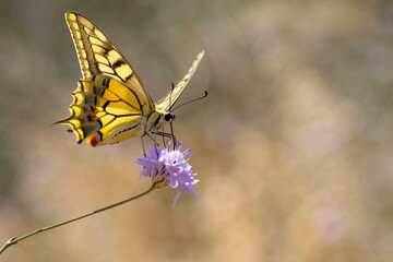 Butterfly. Swallowtail. Papilio machaon. Colorful nature background. 