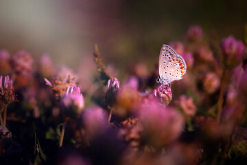 A photo of a butterfly photographed in its natural life. Nature background. 