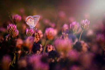 A photo of a butterfly photographed in its natural life. Nature background. 