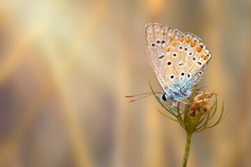 Obraz premium A photo of a butterfly photographed in its natural life. Nature background. 
