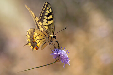 Butterfly. Swallowtail. Papilio machaon. Colorful nature background. 