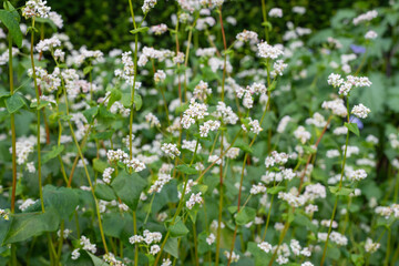Fototapeta premium Buckwheat (fagopyrum esculentum) flowers in bloom