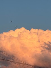 A diverse group of birds is gracefully flying through a cloudy sky above