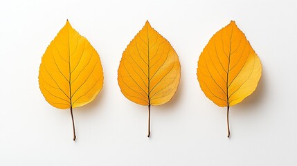 Minimalist Autumn: Three Yellow Leaves on White Background