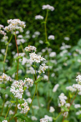 Buckwheat (fagopyrum esculentum) flowers in bloom