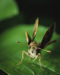 Tawny-edged Skipper butterfly resting on a green leaf