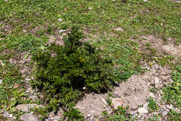 Beautiful mountain scenery. River, valley, snow, blue sky, white clouds. In-depth trip on the Sonamarg Hill Trek in Jammu and Kashmir, India