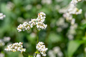 Buckwheat (fagopyrum esculentum) flowers in bloom