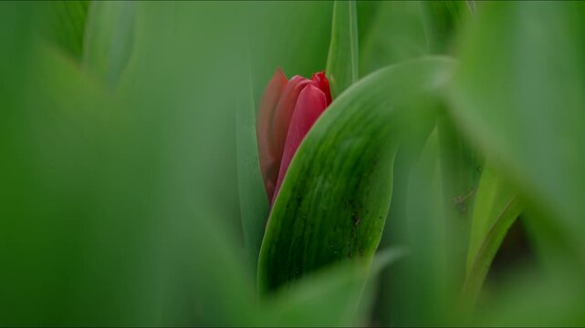 Explore the vibrant tulips at Keukenhof Park in Amsterdam, where stunning landscapes and colorful blooms await each spring, showcasing exceptional horticultural craftsmanship and artistry
