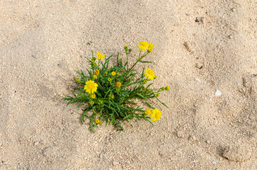 Wild flower of the desert