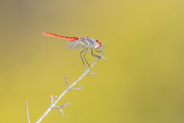 Libélula roja (Sympetrum fonscolombii) en la rama seca