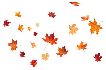 Obraz premium PNG Autumn leaves backgrounds falling maple.
