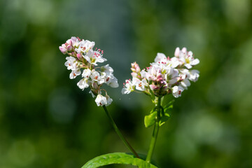 Buckwheat (fagopyrum esculentum) flowers in bloom